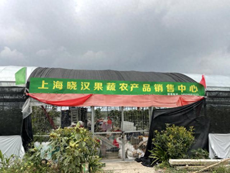 草莓种植工具推荐：手动与机械的选择