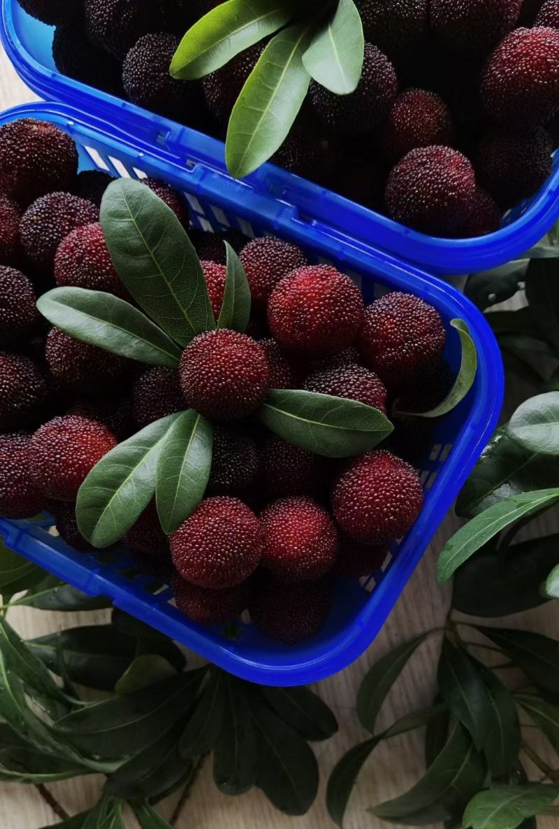 迁喜果蔬：行业领导者的成功之道