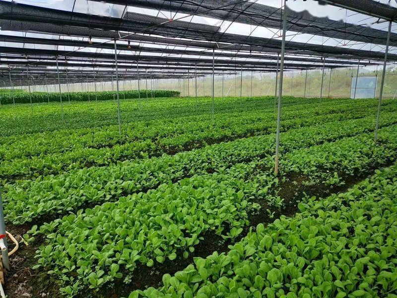 水果合作社如何赢得市场？——从新手到专业