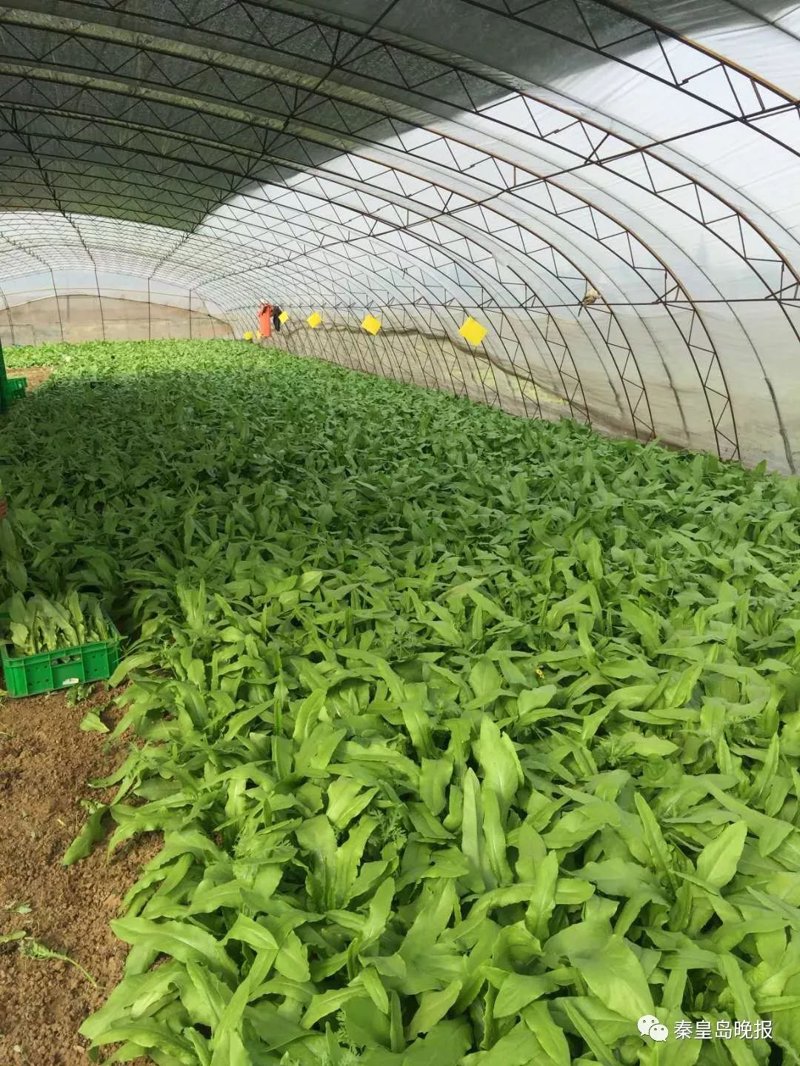 草莓种植实战攻略:如何让你的草莓园大丰收